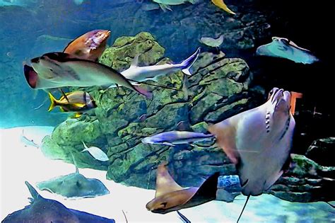 Live Streaming Webcams Rays In Aquariums Around The World