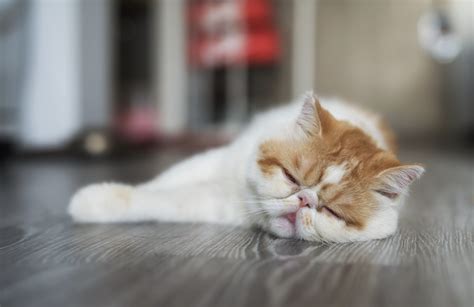 Lazy Cat Breeds To Lie Around With Litter Robot