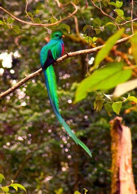 Male Resplendent Quetzal Pharomachrus Mocinno Resplenden Flickr