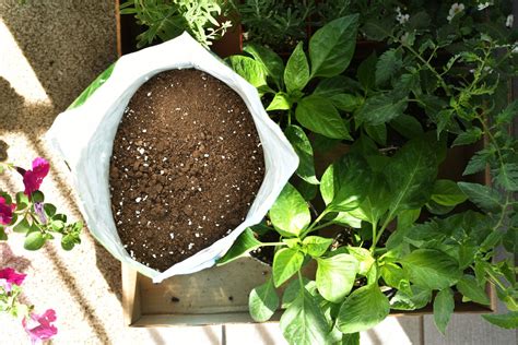 Garden Soil Vs Potting Soil What S The Difference Bob Vila