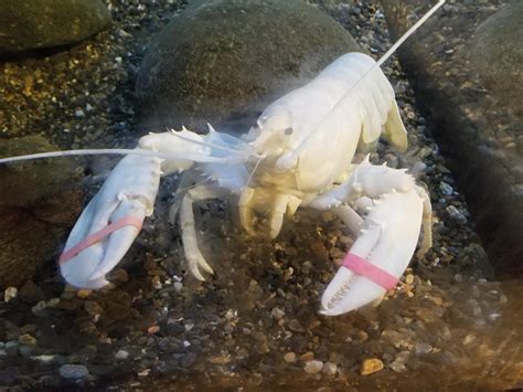 Ill Call Your Blue Lobster And Raise You A White Lobster I Saw Last