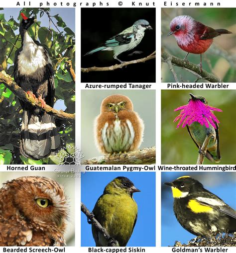 Birds Of Guatemala By Cayaya Birding