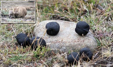 Wombat Cube Shaped Poo Mystery Is Finally Solved After Baffling