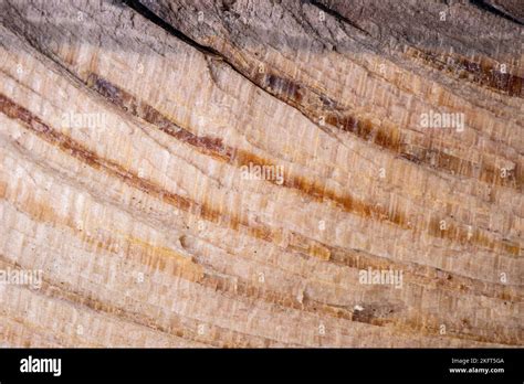 Close Up Pine Wood Grain With Natural Tree Age Curves Can Be Used As A