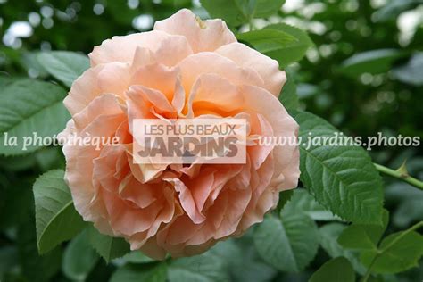 La Photothèque Les Plus Beaux Jardins Rosa Papi Delbard Delaby