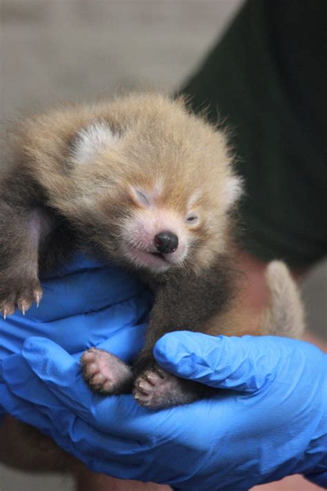Bpzoo Welcomes Endangered Red Panda Cub The Buttonwood Park Zoo