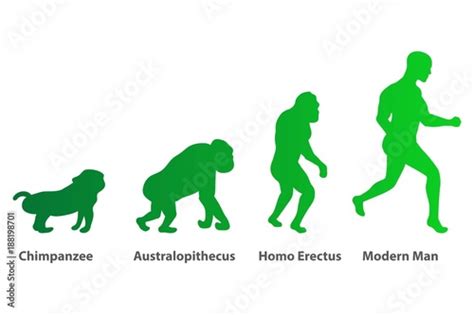 Illustration Of Human Evolution Process 4 Stages Darwins Theory