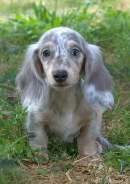 A dappled dachshund is available in a lot of different colors. What does a Dapple Dachshund look like? - Quora