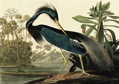 John James Audubon Louisiana Heron High Resolution Print Etsy