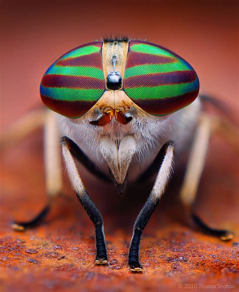 Macro Photos Reveal Mystical World Of Insects Koshersamurai