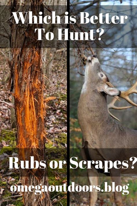 There Has Been A Long Debate On Whether It Is Better To Hunt Scrapes Or