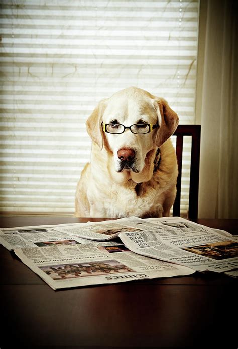 Dog Reading The Newspaper And Wearing Glasses Photograph