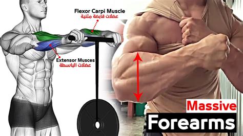 6 Best Exercises For Bigger Forearms Workout Youtube