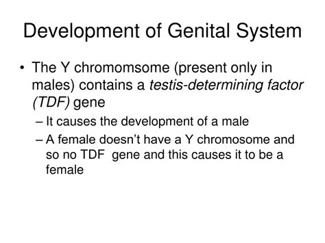 Ppt Development Of Genital System Powerpoint Presentation Free