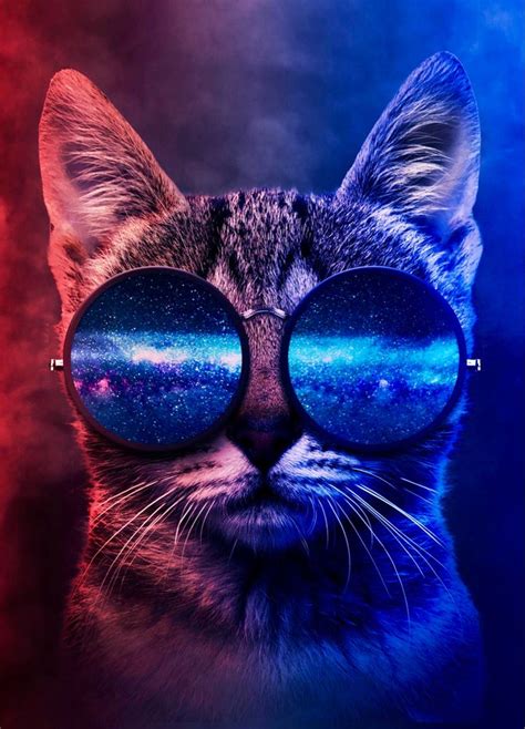 4k Wallpaper Hd Ultra Cat With Sunglasses Aesthetic Süße Katzen Fotos