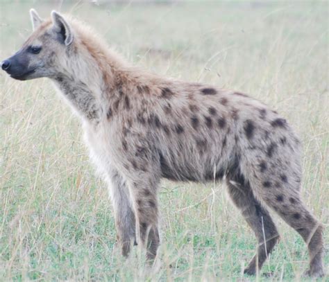Notes From Kenya Msu Hyena Research June 2018