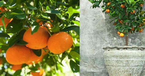 Tangerine is the fruit from slender evergreen tree which grows from 4 to 6 meters tall with numerous spiny branchlets. Tangerine Tree Care: Learning To Grow Tangerines