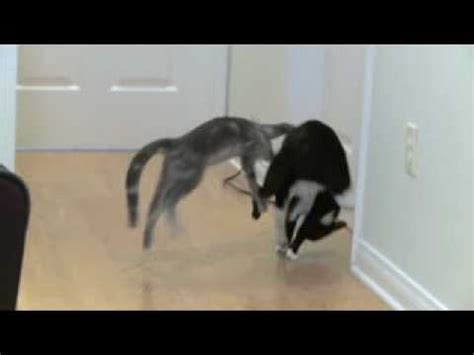 Cats are very territorial and will fight with other cats to protect their territory. Cat Fights Slow Motion Classic - YouTube