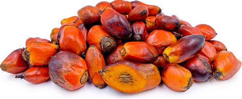 Red Palm Fruit Information Recipes And Facts