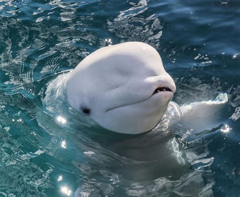 Second Beluga Whale Dies At Mystic Aquarium