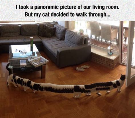 Just A Panoramic Picture Of A Cat Barnorama