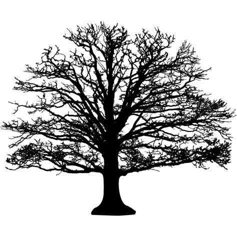 Free Oak Tree Silhouette Download In Illustrator Psd Eps Svg  Png