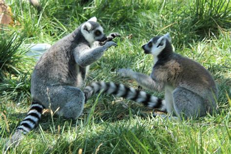 Lemur Fight Photograph By Pauline Darrow Fine Art America