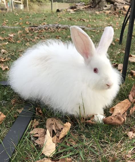 12 Photos Of Cutest Angora Rabbit