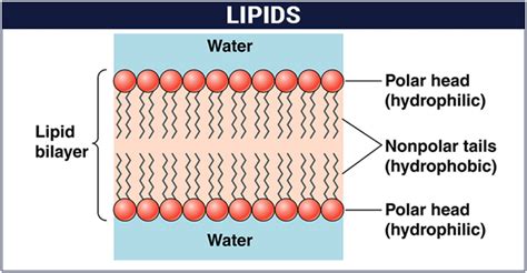 Biomolecules Of Lipids