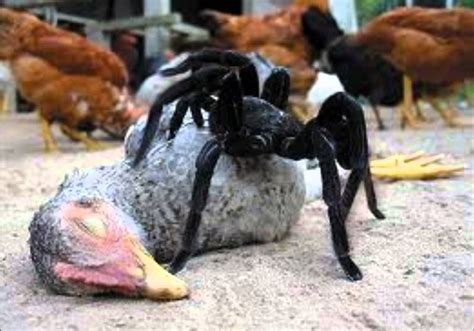 Meet The Goliath Birdeater The Puppy Sized Tarantula