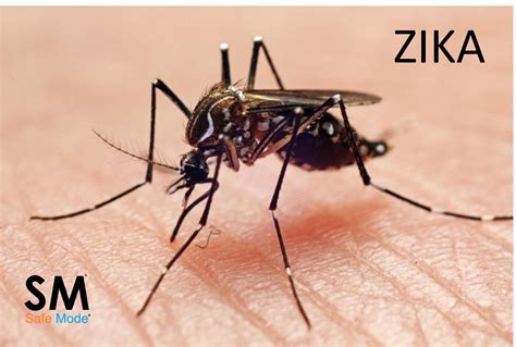 🥇 El Virus Del Zika Sm Safe Mode