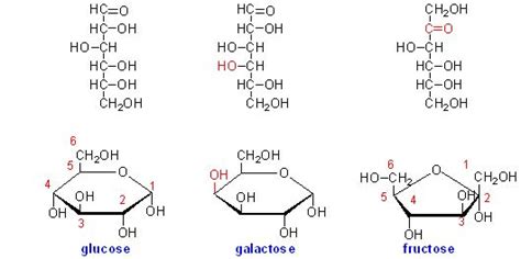 Glucose Fructose And Galactose Structures Glucose Mcat Math