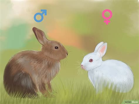 كيفية تحديد جنس الأرنب Wikihow