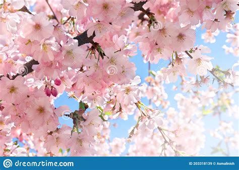 Blooming Sakura Tree Pink Flowers Cherry On Twig In Garden In A Spring