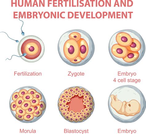 Human Fertilisation And Embryonic Development In Human Infographic 6212521 Vector Art At Vecteezy