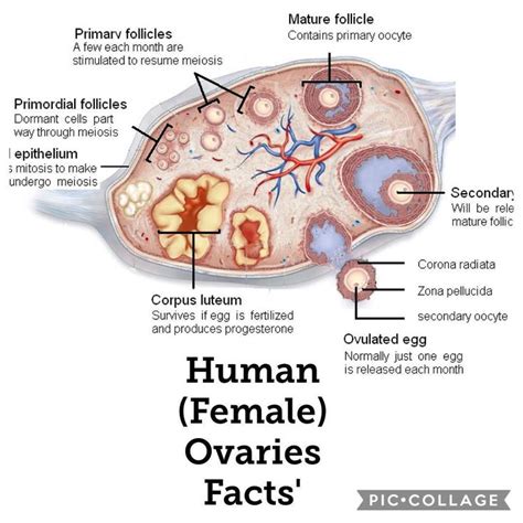 Female Ovaries Fact MEDizzy