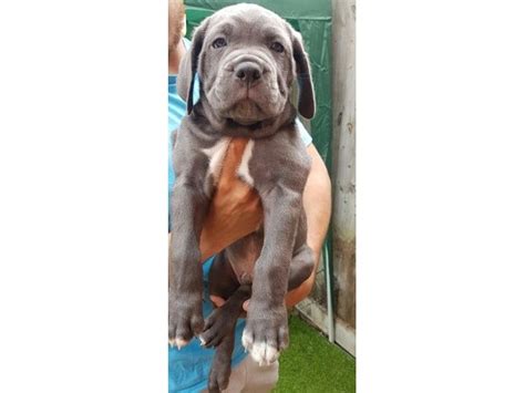 Cane corso puppy for sale in bethel, pa, usa. Rare Blue Cane Corso Puppies For Sale - Animals - Bruce ...
