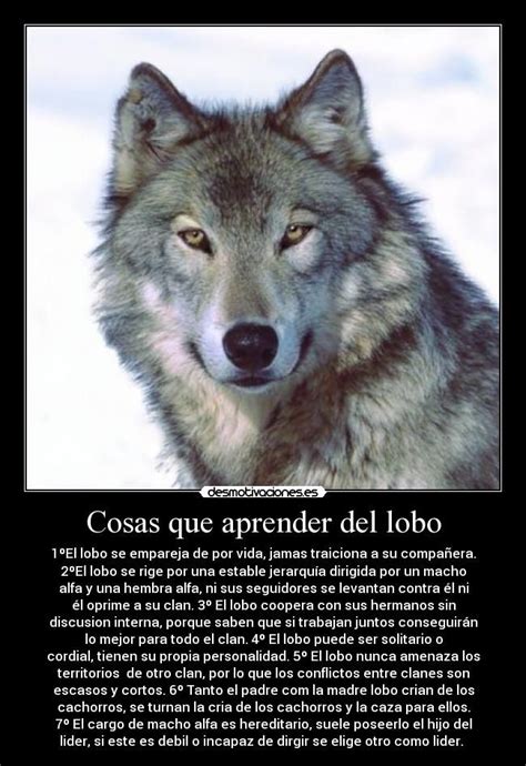 Aprende De Lobos Wolf Quotes Wolf Love Black Wolf