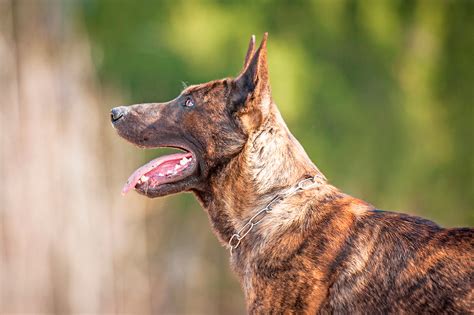 Pastor Holandés - Guía sobre la raza