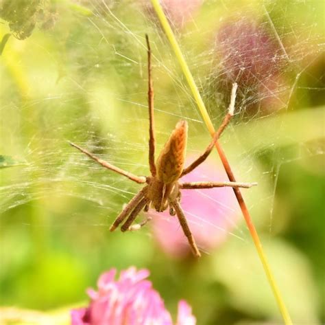 Introduction To Spider Identification Online Field Studies Council