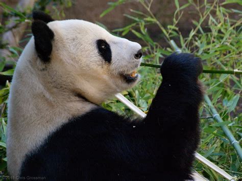 Giant Panda Bai Yun Ailuropoda Melanoleuca Eating Bamboo Flickr