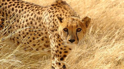 Cheetah Wallpaper Cheetah Animal