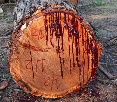 Meet The Bloodwood Tree Aka Pterocarpus Angolensis That Actually Bleeds