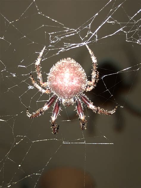 Araneidae Orb Weavers In Cape Town Table View South Africa