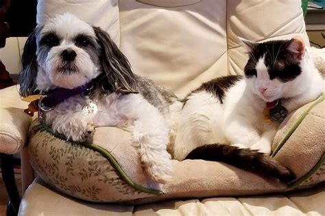 20 Funny Photos Of Dogs And Cats Together Readers Digest