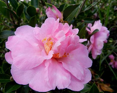 Camellias In Pink Photograph By Sandra Sengstock Miller