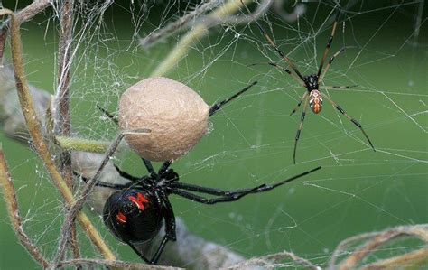 How To Identify And Get Rid Of Black Widow Spiders In Salt Lake City
