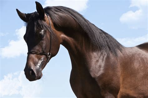 Arabian Horse Lifespan 101 Helpful Beginners Guide
