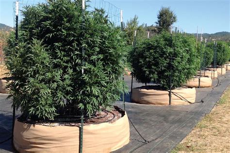The Best Way To Trellis Outdoor Cannabis Plants Natures Gateway