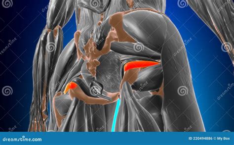 Gemellus Inferior Muscle Anatomy For Medical Concept 3d Stock